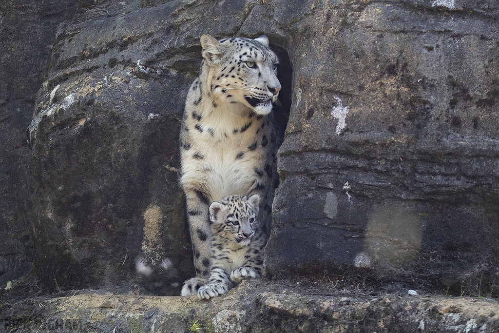 Snow Leopard | Cub
