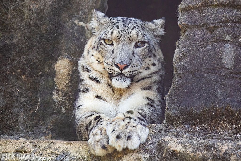 Snow Leopard | Female