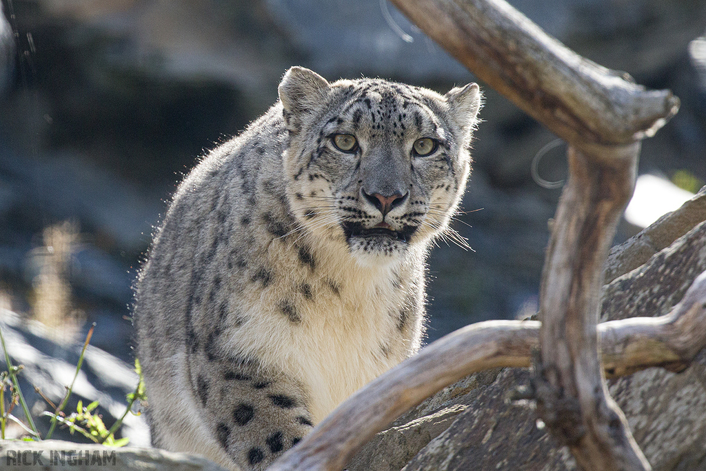 Snow Leopard