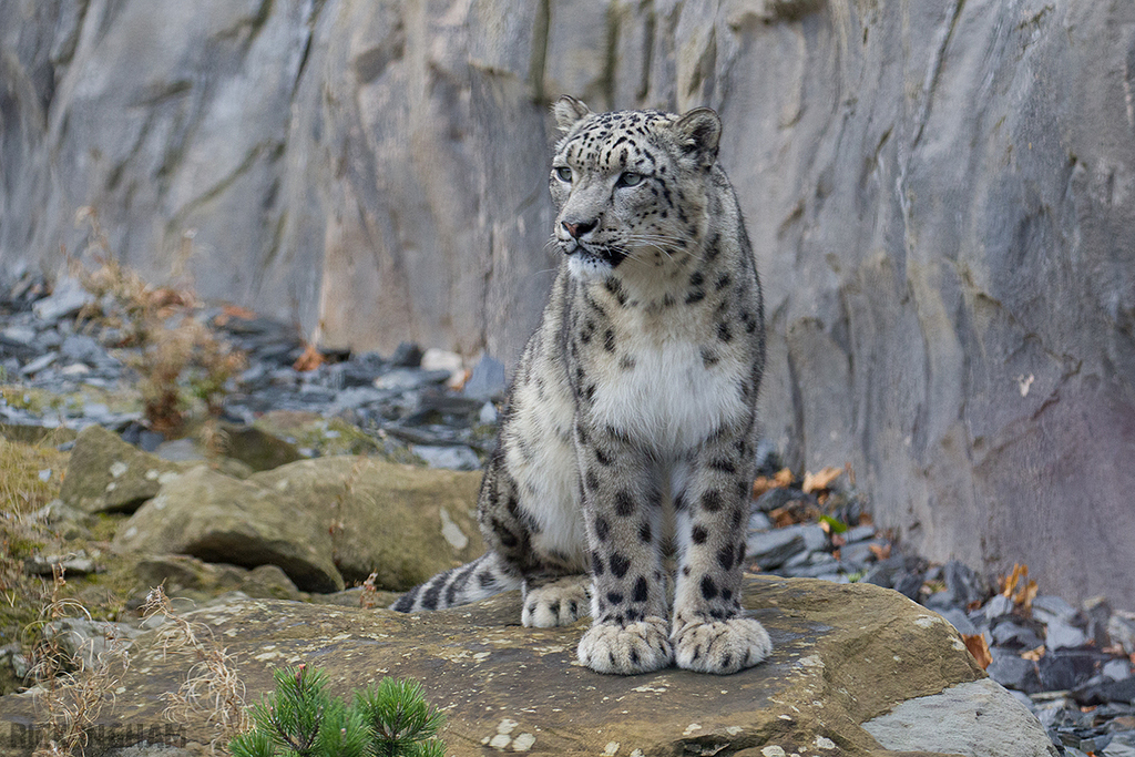 Snow Leopard