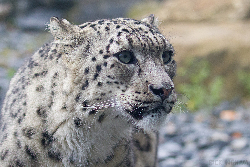 Snow Leopard