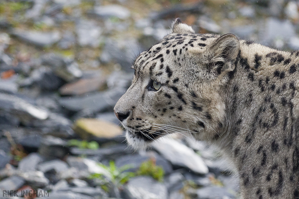 Snow Leopard
