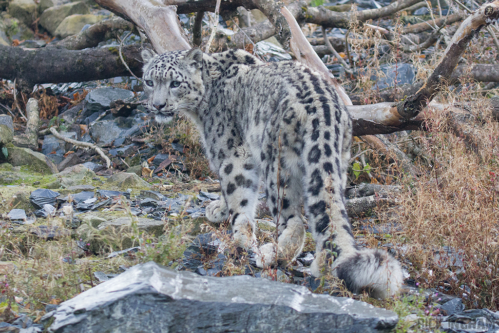 Snow Leopard