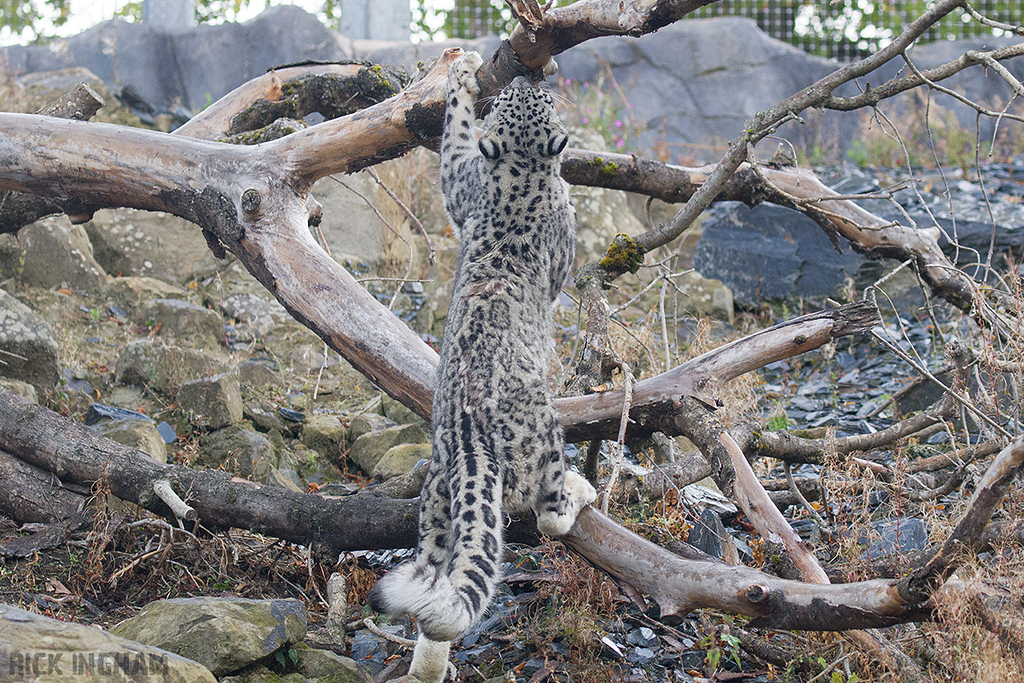 Snow Leopard