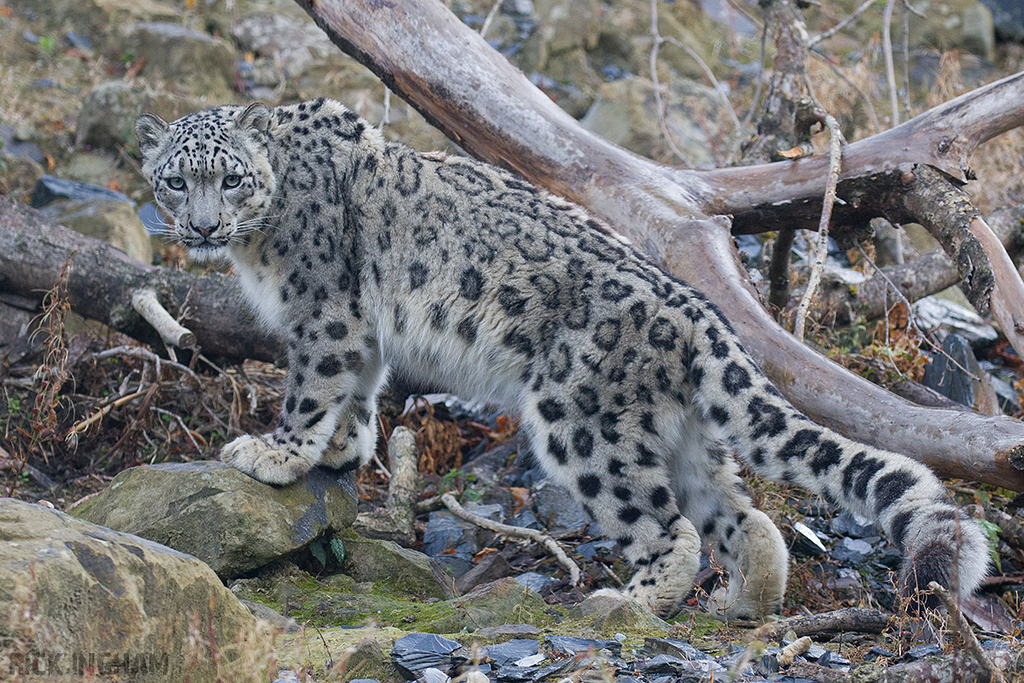 Snow Leopard