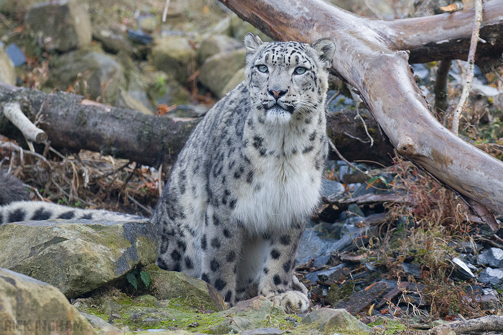 Snow Leopard