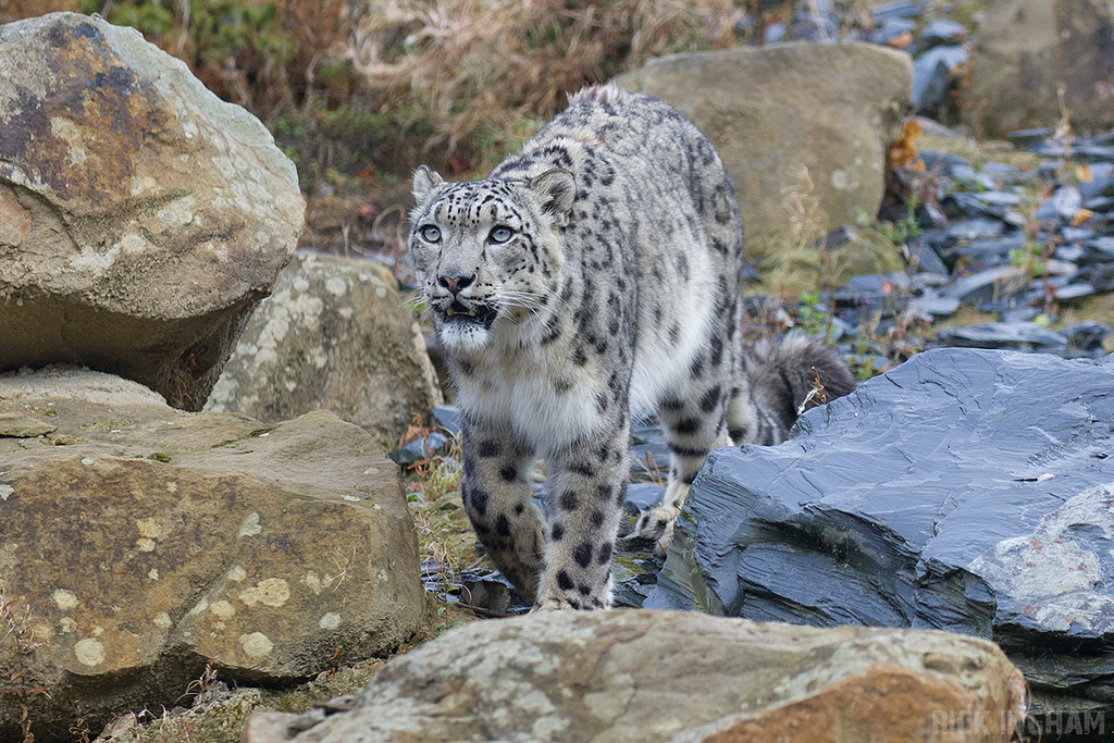 Snow Leopard
