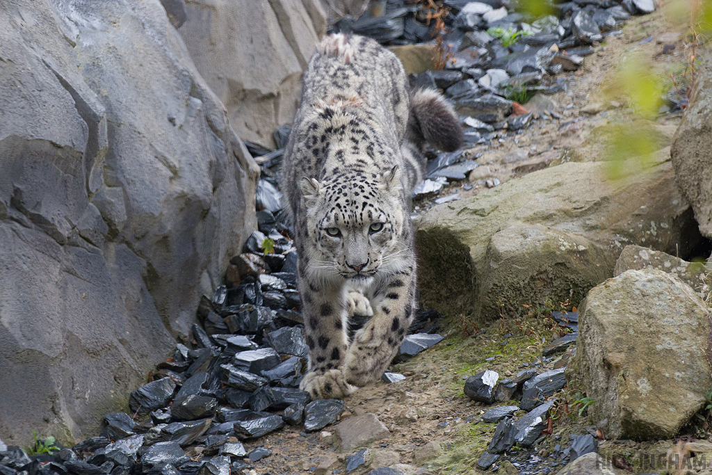 Snow Leopard