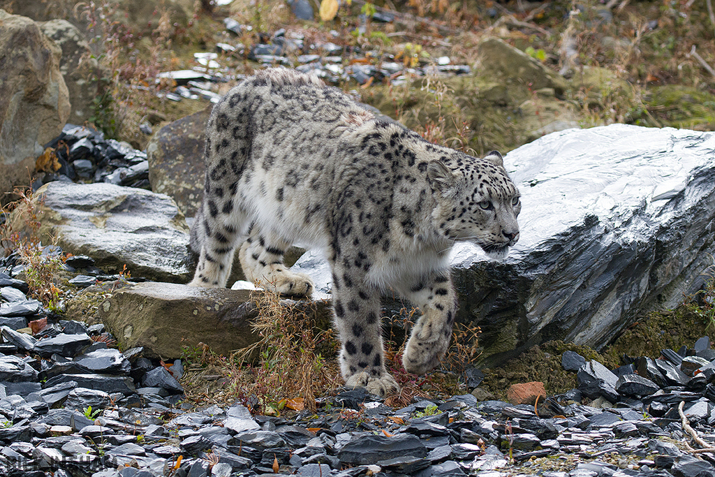 Snow Leopard