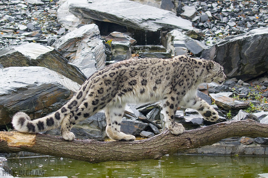 Snow Leopard