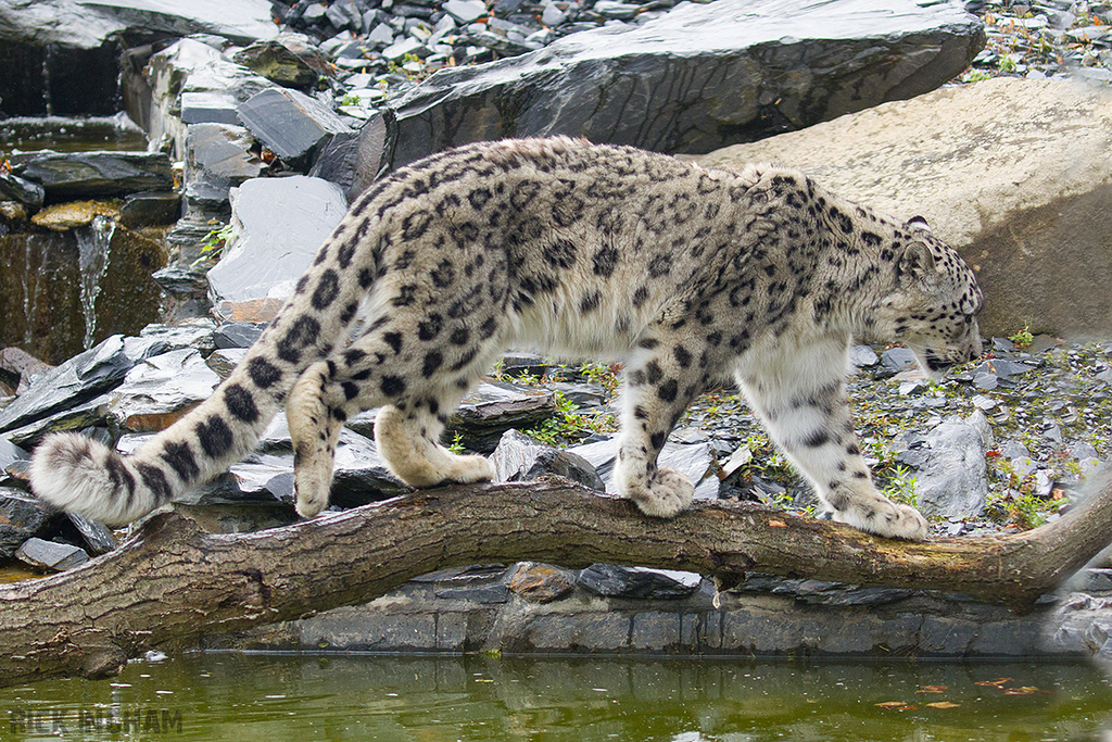 Snow Leopard