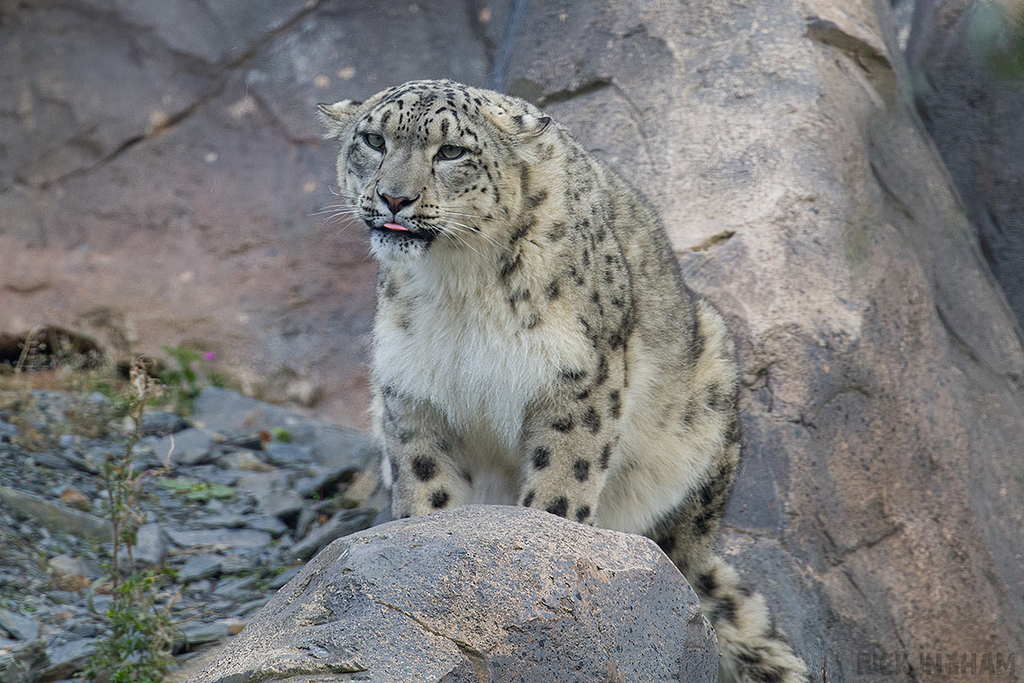 Snow Leopard
