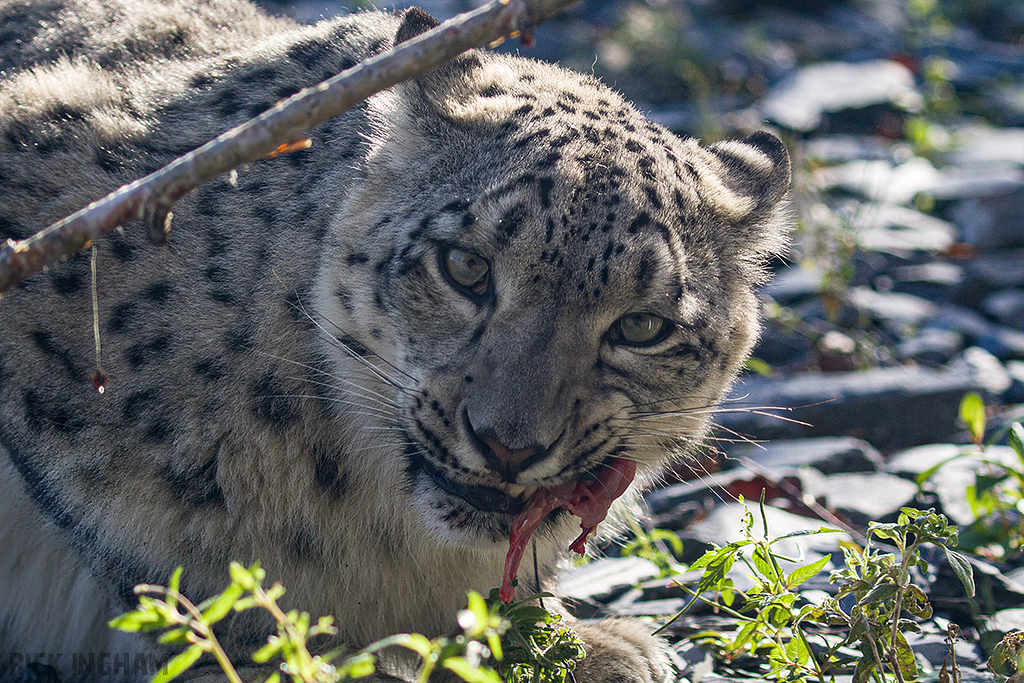 Snow Leopard