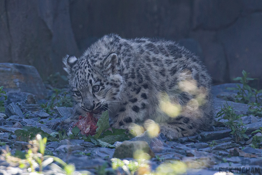 Snow Leopard | Cub