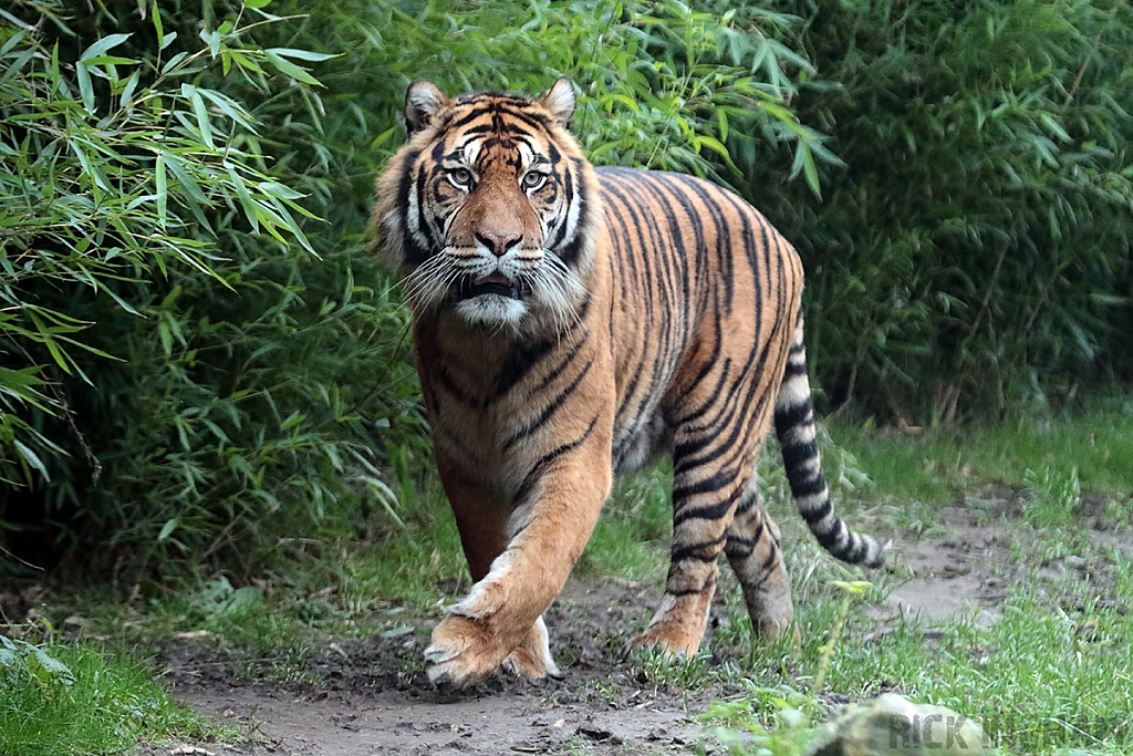 Sumatran Tiger