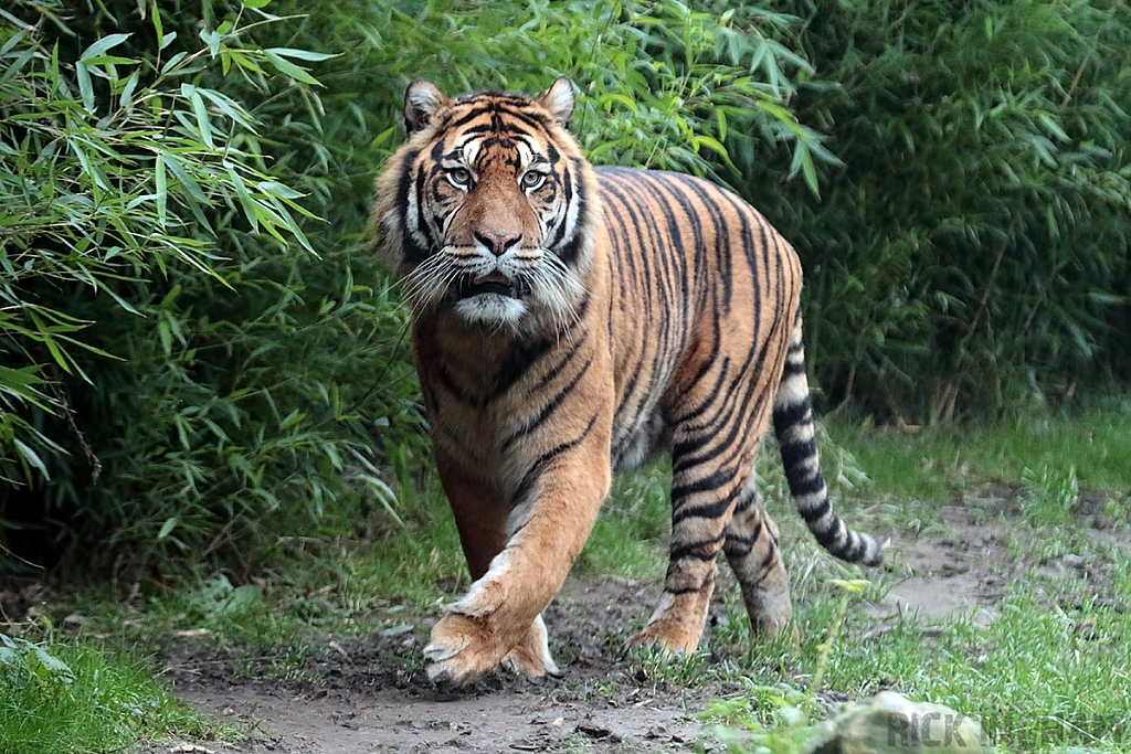 Sumatran Tiger