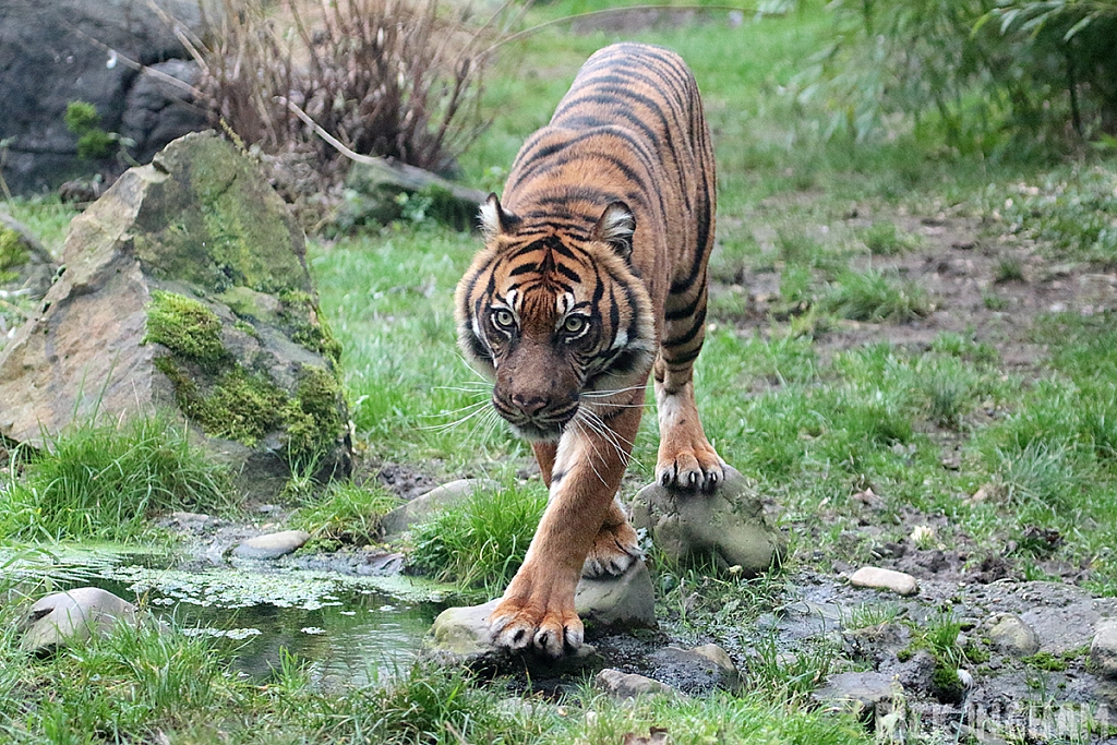 Sumatran Tiger