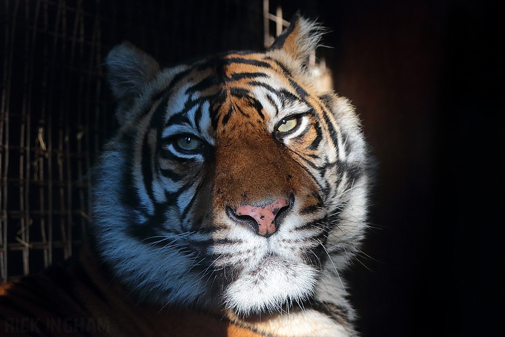 Sumatran Tiger