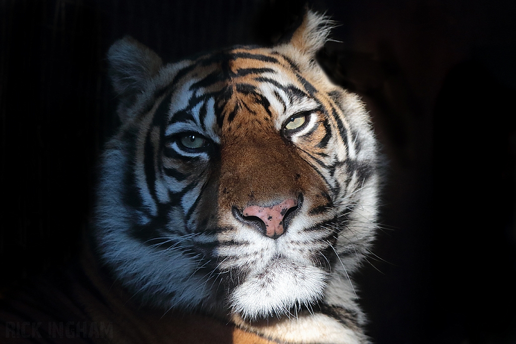 Sumatran Tiger