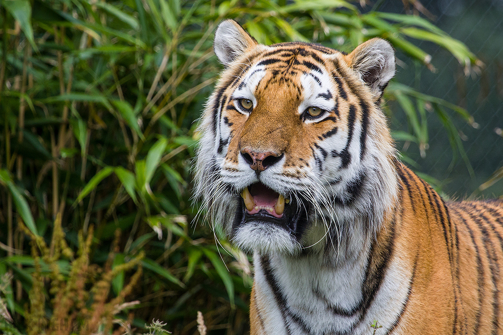 Amur Tiger