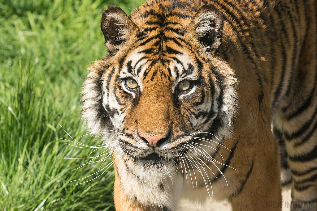 Sumatran Tiger