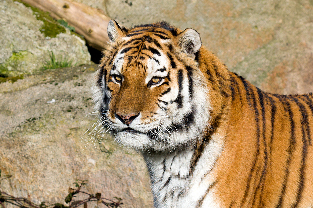 Amur Tiger