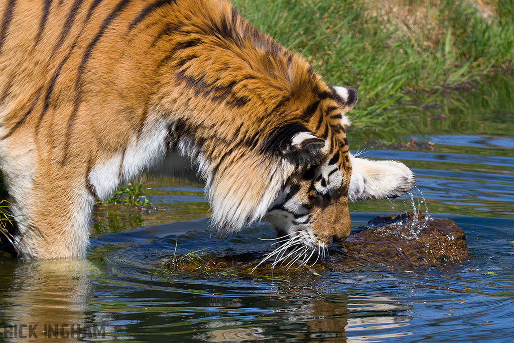 Amur Tiger