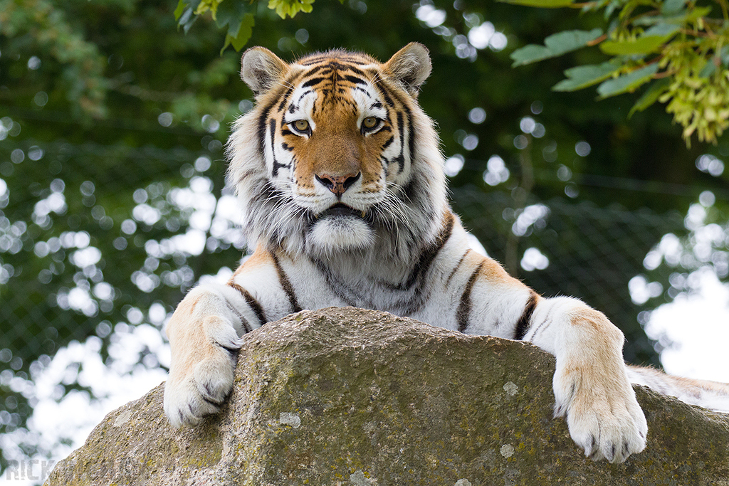 Amur Tiger