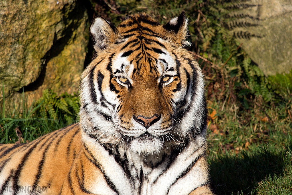 Amur Tiger