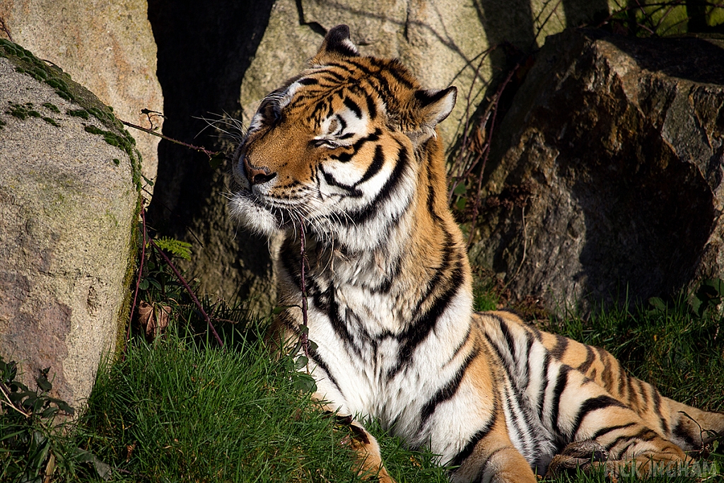 Amur Tiger