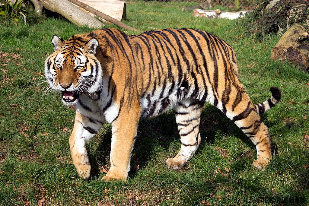 Amur Tiger
