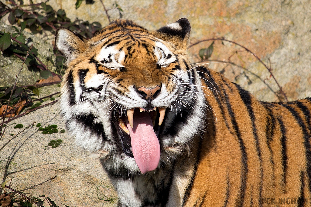 Amur Tiger