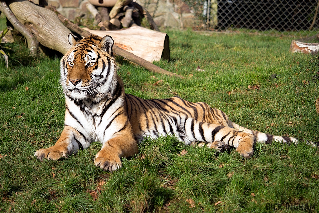 Amur Tiger