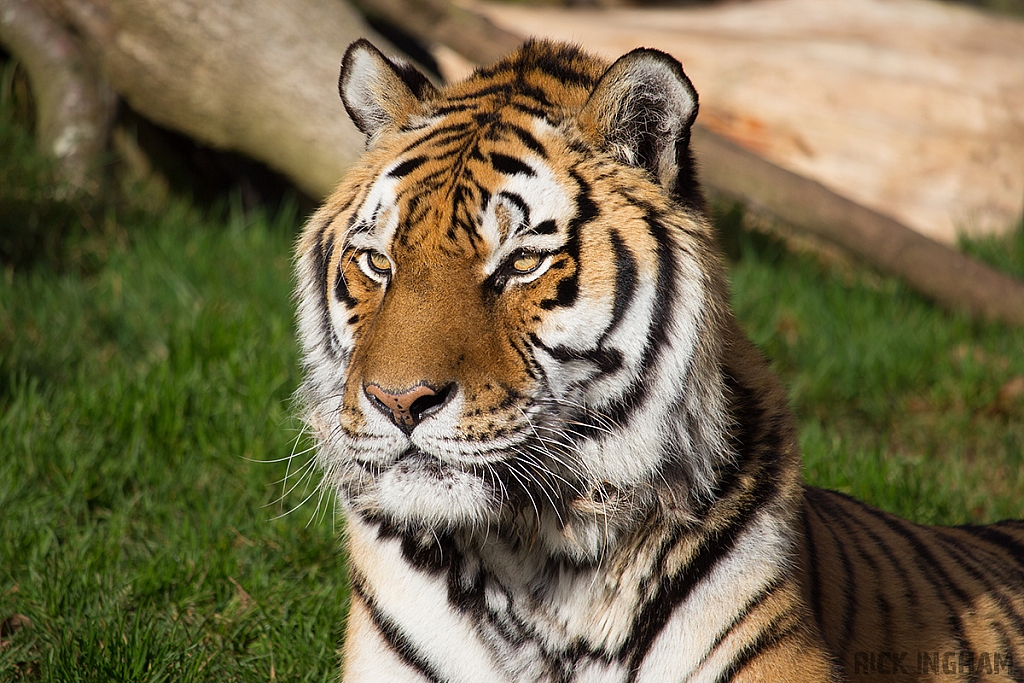 Amur Tiger