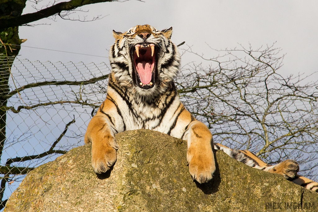 Amur Tiger