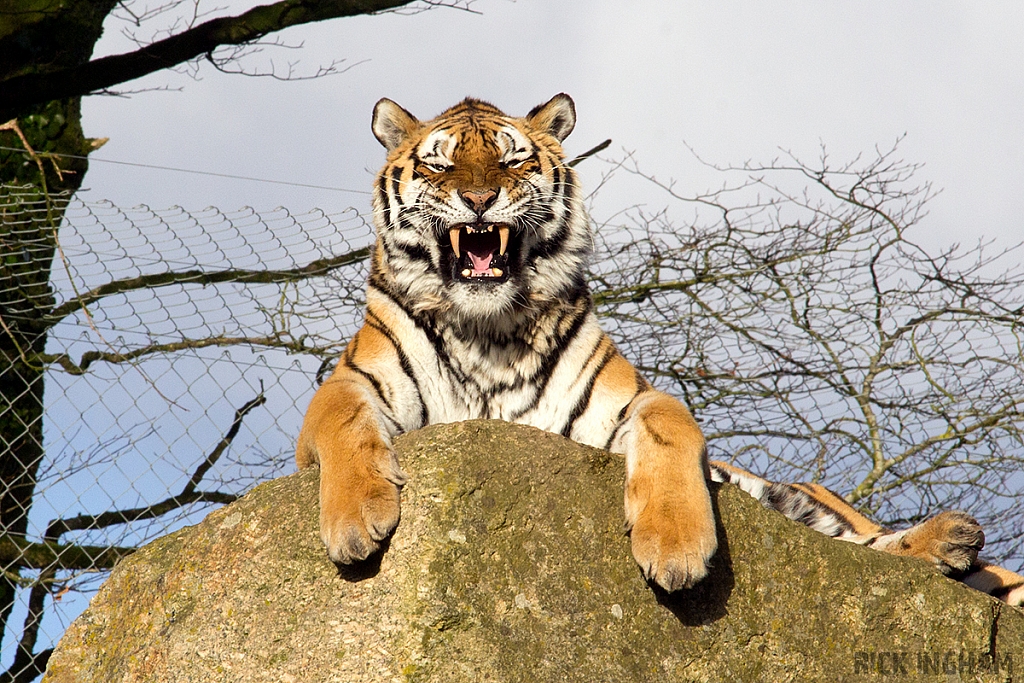 Amur Tiger