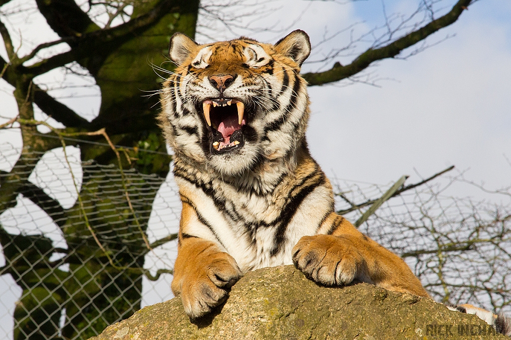 Amur Tiger