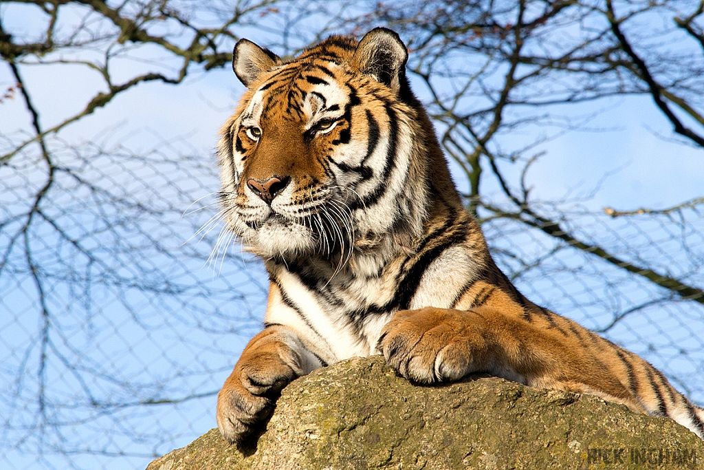 Amur Tiger