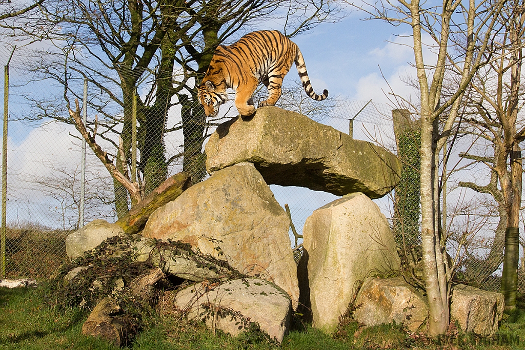 Amur Tiger