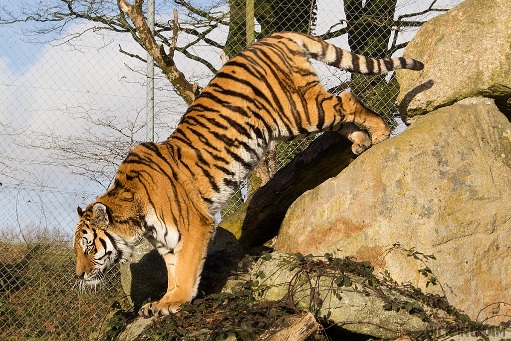 Amur Tiger