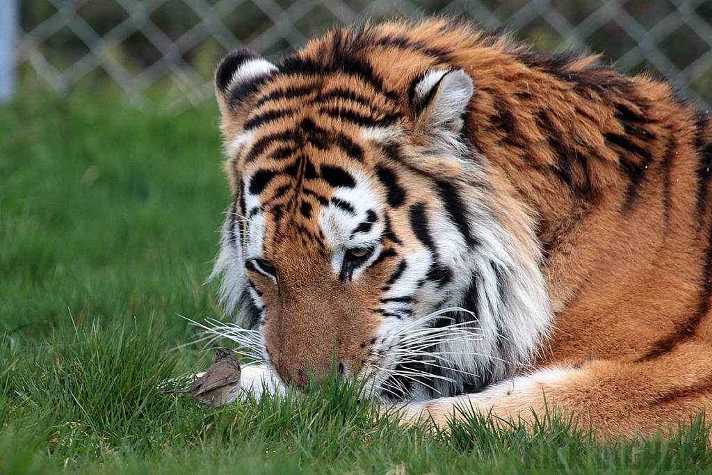 Amur Tiger