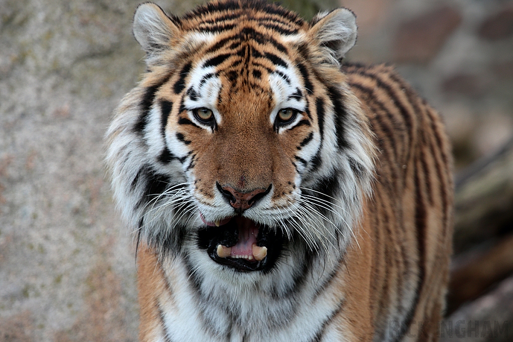 Amur Tiger