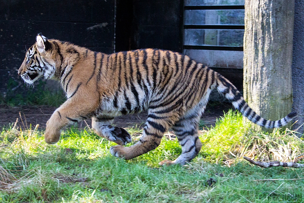 Sumatran Tiger