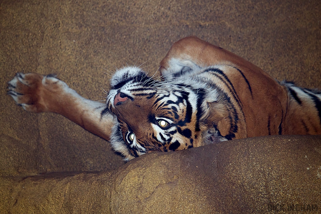 Sumatran Tiger