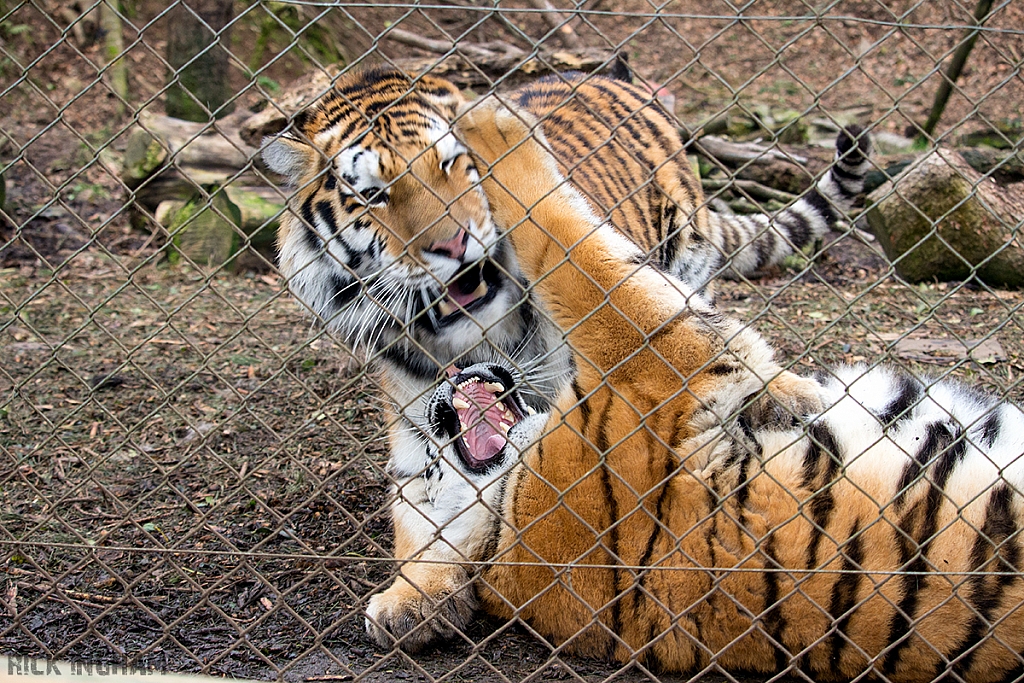 Amur Tiger