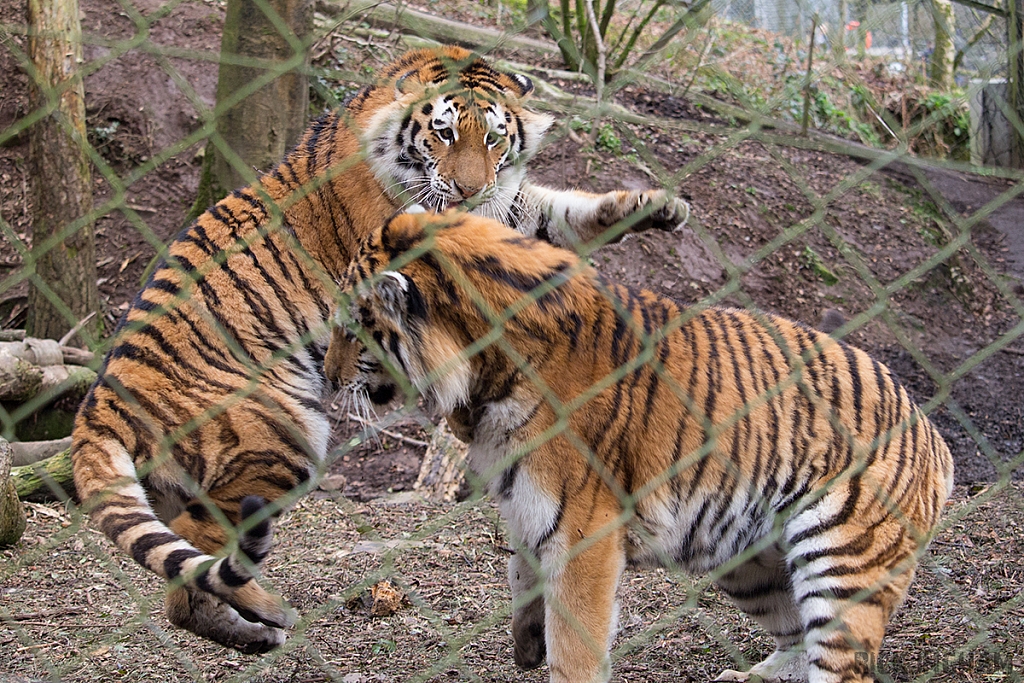 Amur Tiger