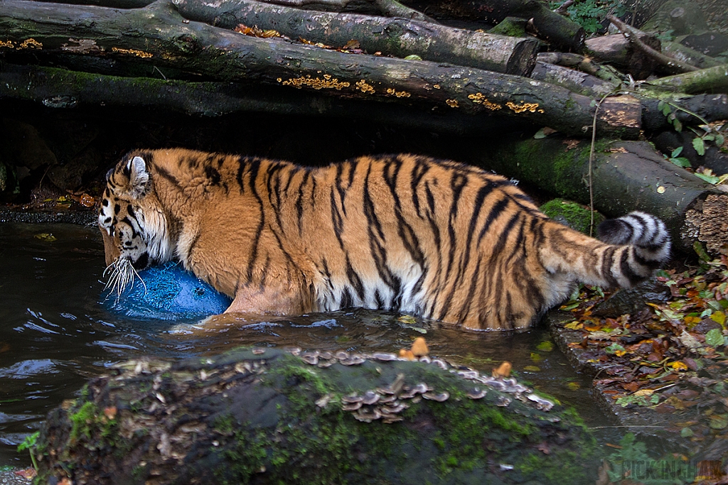 Amur Tiger