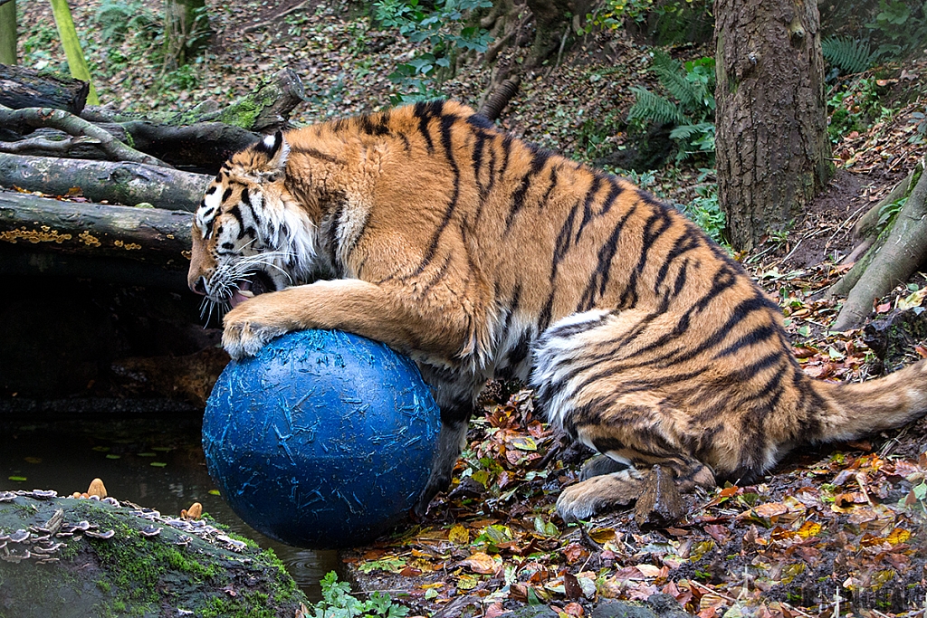 Amur Tiger