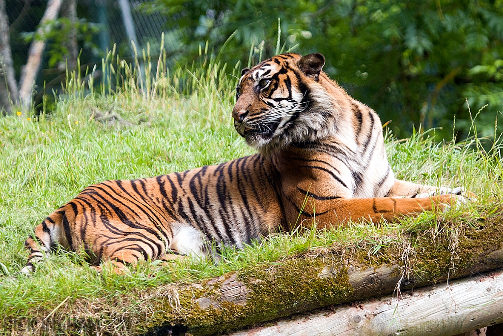 Sumatran Tiger