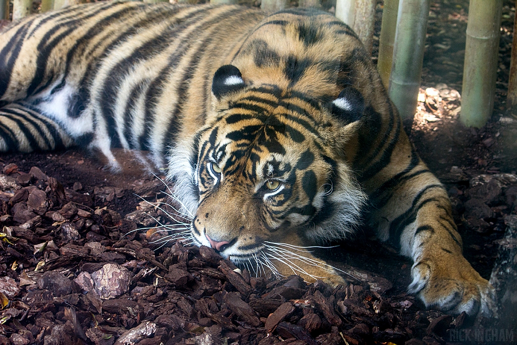 Sumatran Tiger